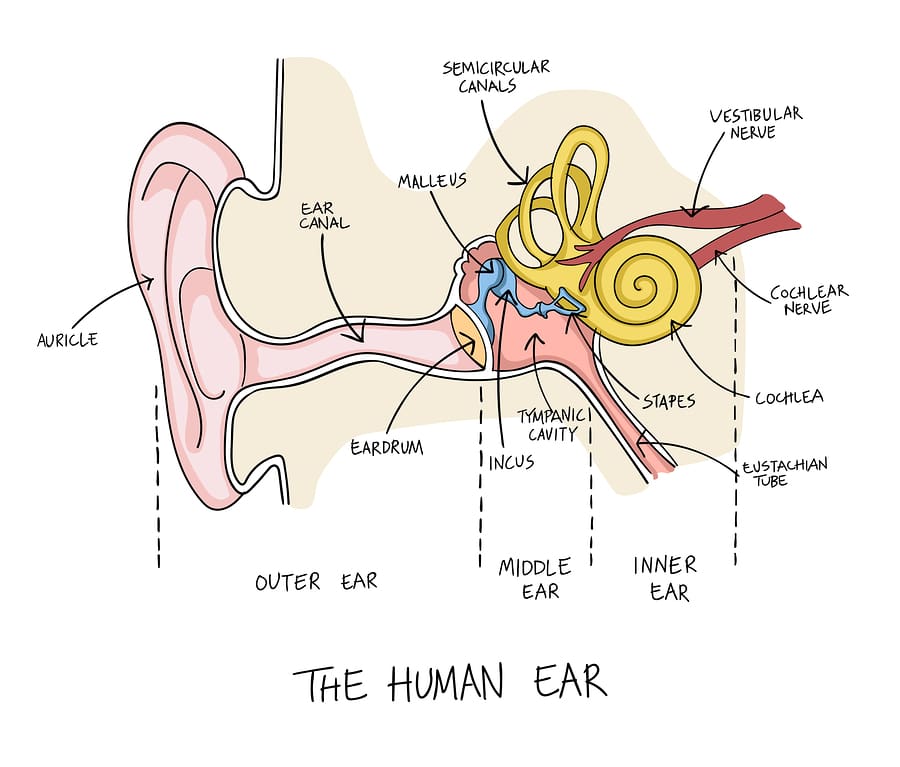 Human ear hearing protection gunfire shooting