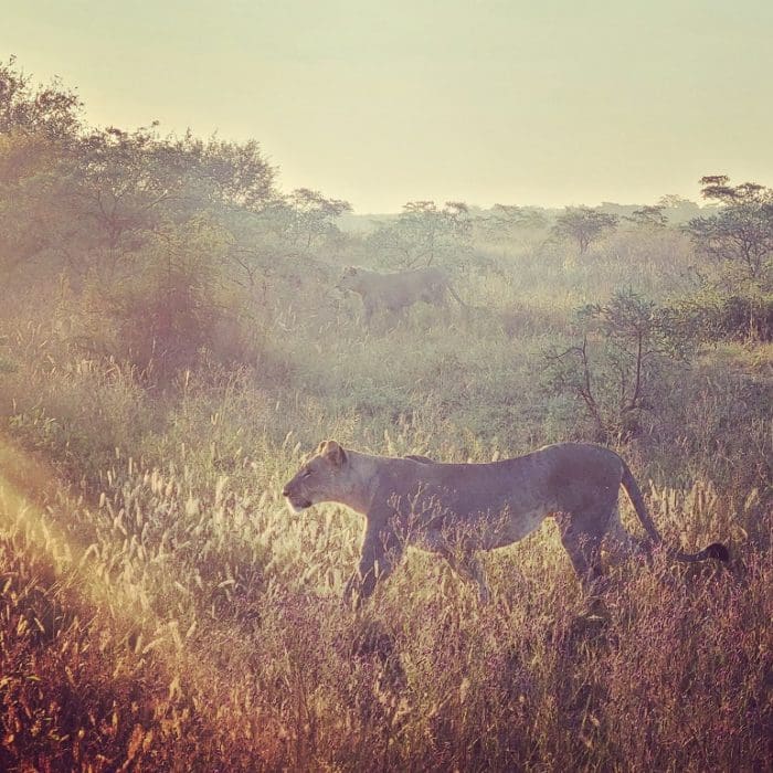 South African africa safari